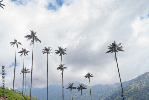 Cocora Valley. Wax palms in Colombia. View of a magical forest in Colombia called cocora valley with many wax palms and mist. Travel Colombia