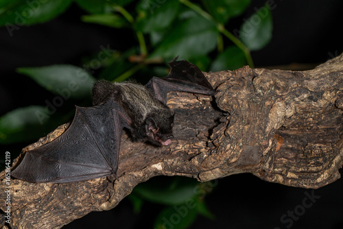 Silver-haired Bat taken in southern MN under controlled conditions