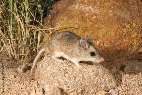 Northern Grasshopper Mouse taken in SE Arizonia