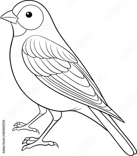 Detailed canary bird line art illustration designed for educational wildlife studies and fun children’s coloring book projects