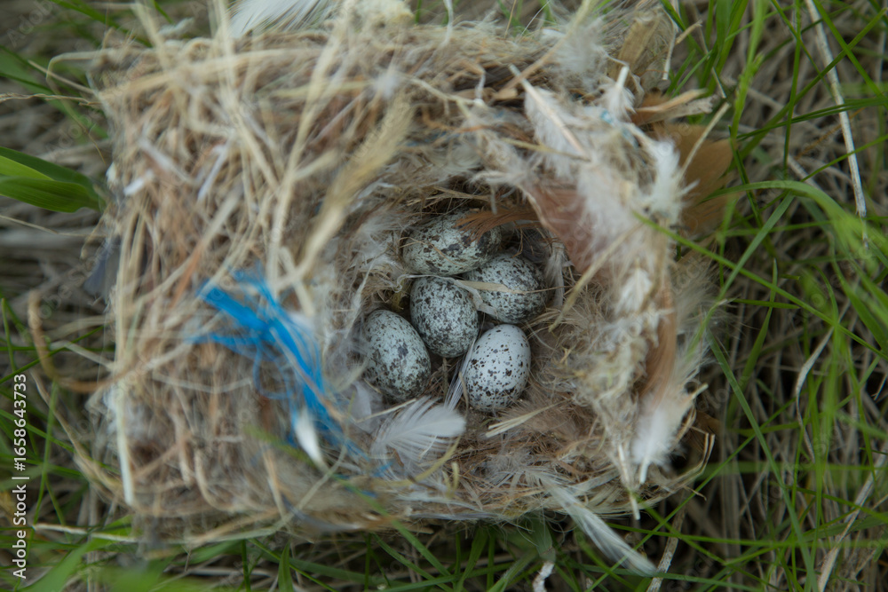 Obraz premium House Sparrow nest and eggs taken in southern MN