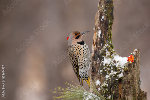 Northern Flicker male in winter taken in central Minnesota