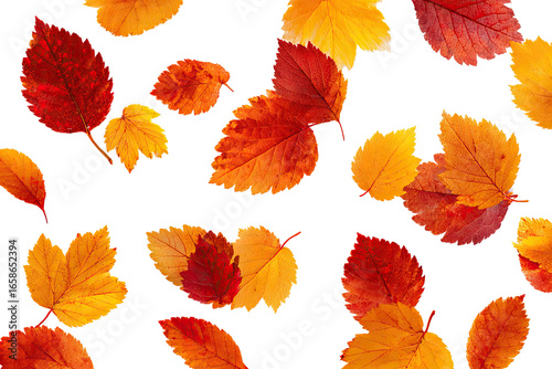 Autumn leaves scattered on black background.  Vibrant fall colors of orange, red, and gold leaf shapes, falling and layered on a dark background.  Crisp edges on each leaf