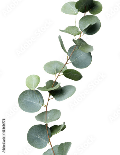 Close-up of a eucalyptus sprig against a black background.  Soft, rounded leaves arranged on slender stems, creating a vertical, flowing design.  Pale green hues dominate
