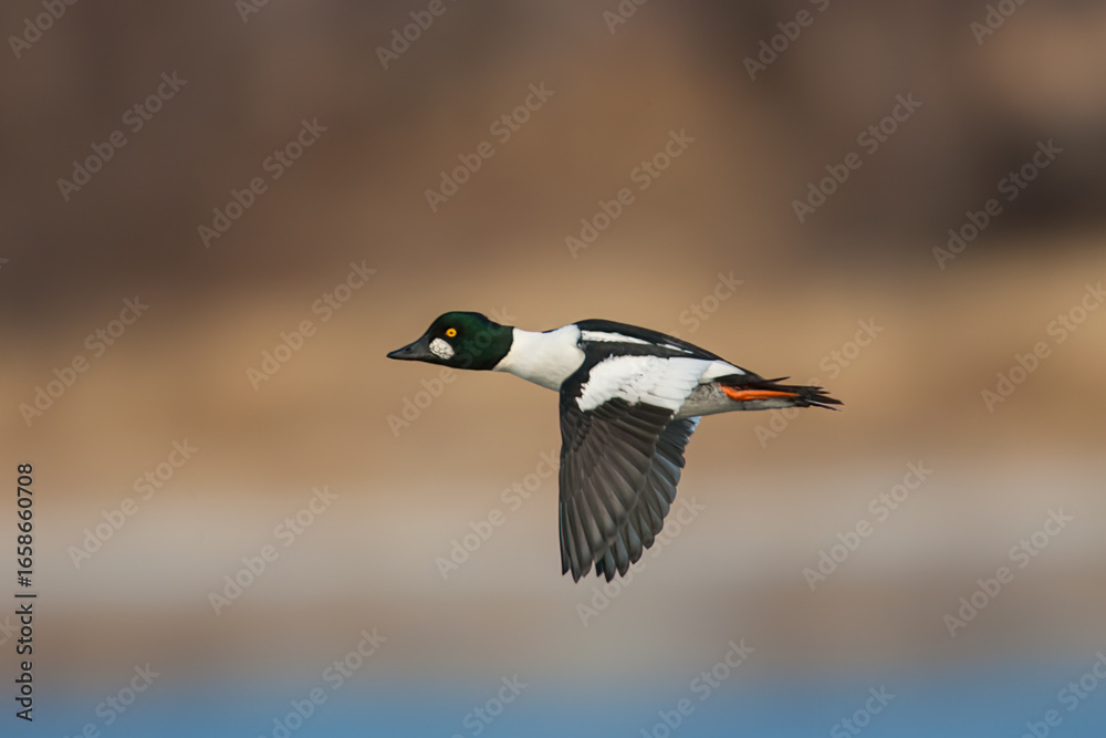 Obraz premium Common Goldeneye