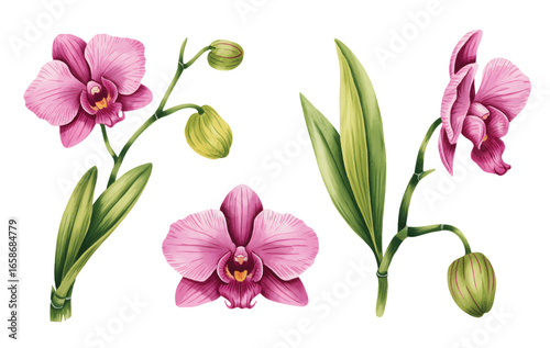 Pink orchid blossoms with buds in delicate watercolor style. Exotic orchid watercolor artwork in vibrant pink tones.