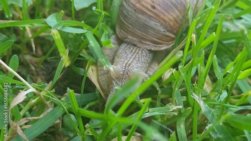 Snail crawling on grass in the garden
