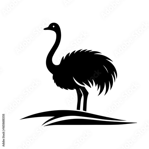ostrich isolated on white