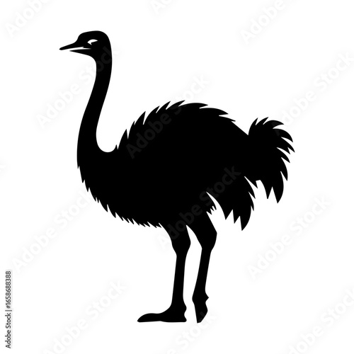 ostrich isolated on white