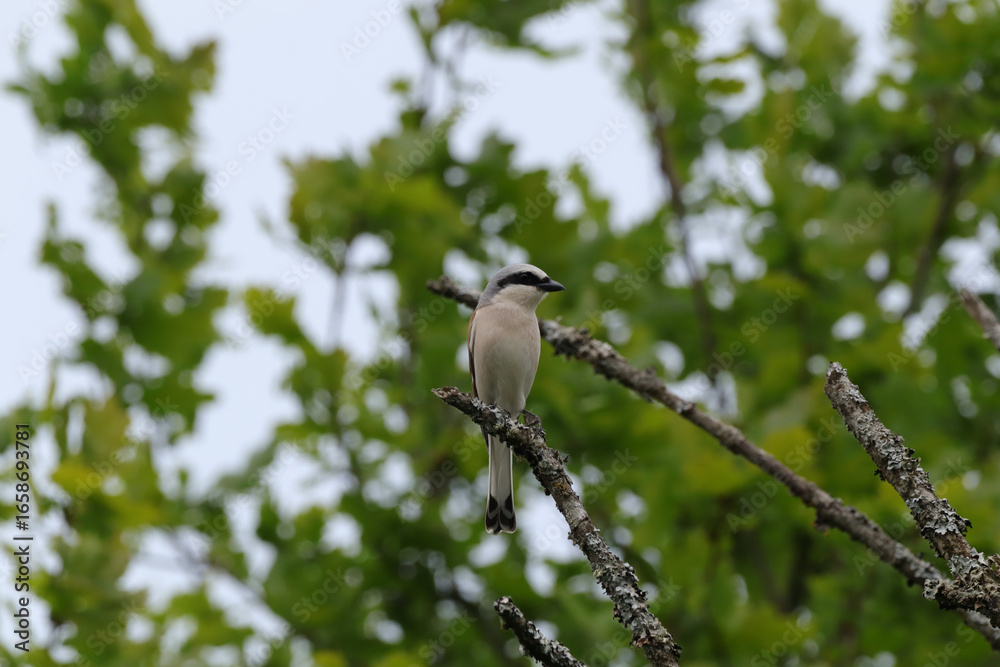 Obraz premium Pie-grièche écorcheur&nbsp;(Lanius collurio) Lanius collurio in its natural element 