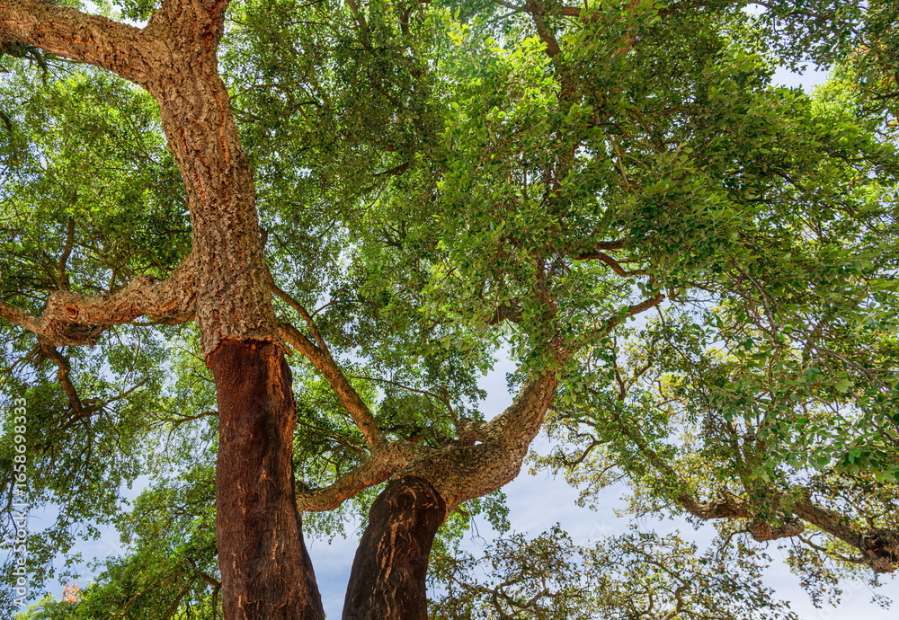 Fototapeta premium Cork oak farm. Oak trunks with renewable bark suitable for stripping in the nearest 4 years.