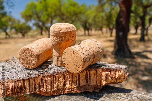 Piece of cork tree bark with corks on it. Cork oak orchard in the background.