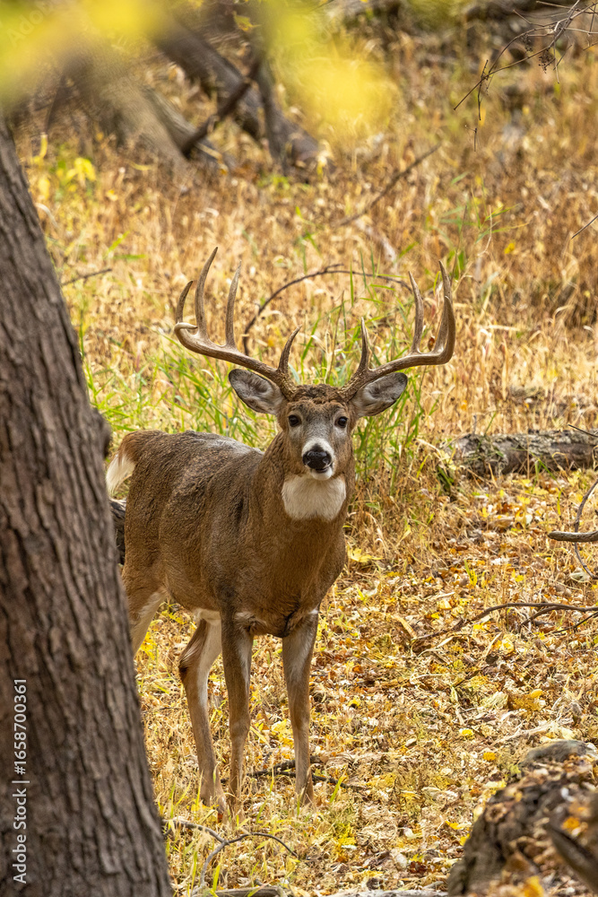 Fototapeta premium White-tailed Deer