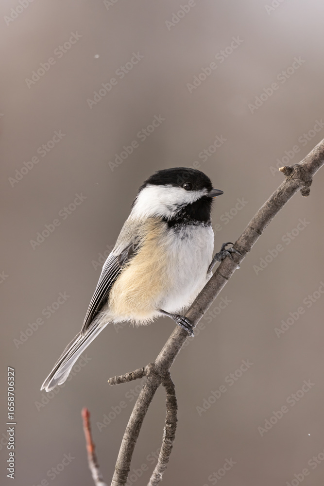 Fototapeta premium Black-capped Chickadee
