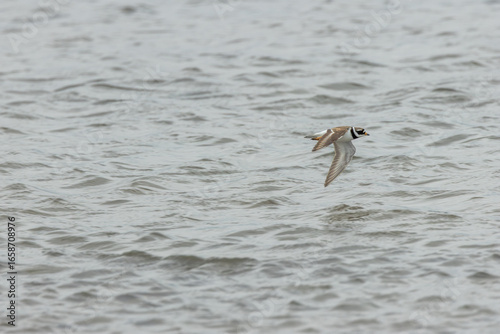 Photography Common Ringed Plover (Charadrius hiaticula) commonly found on European coastal s