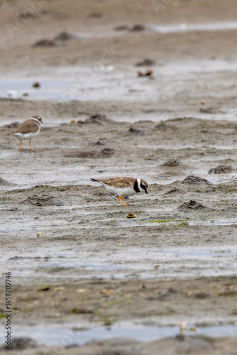 Photography Common Ringed Plover (Charadrius hiaticula) commonly found on European coastal s