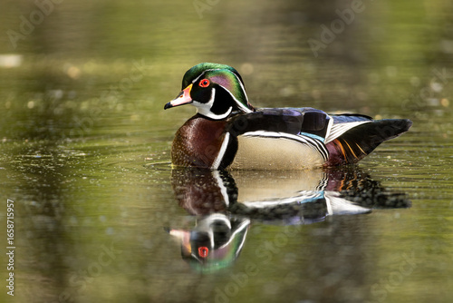 Photos Wood Duck