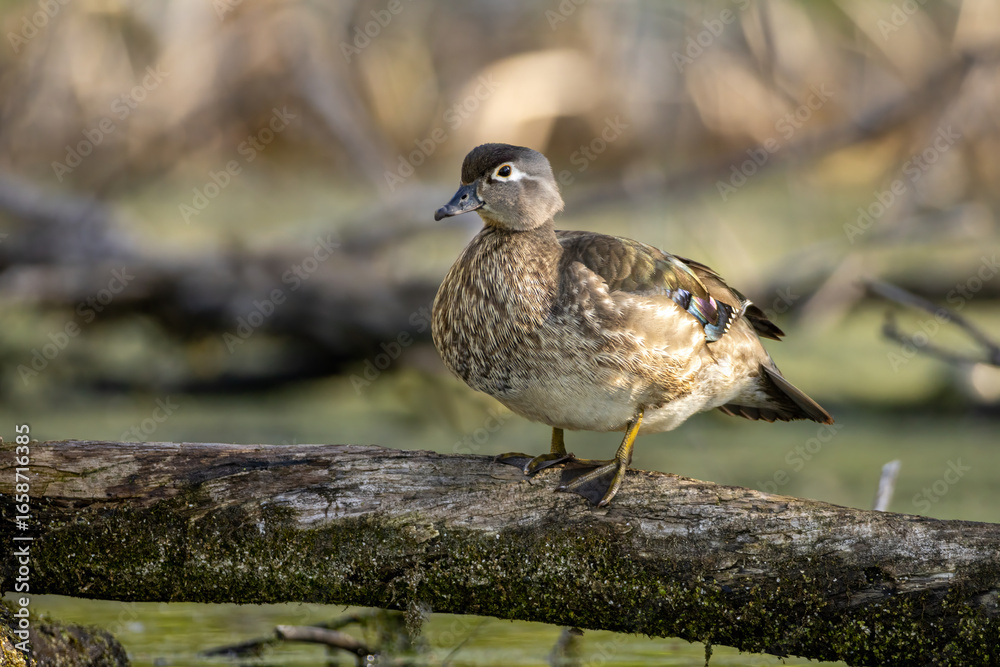 Fototapeta premium Wood Duck female
