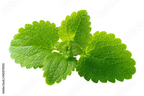 Close-up of vibrant green leaves, serrated edges, healthy foliage