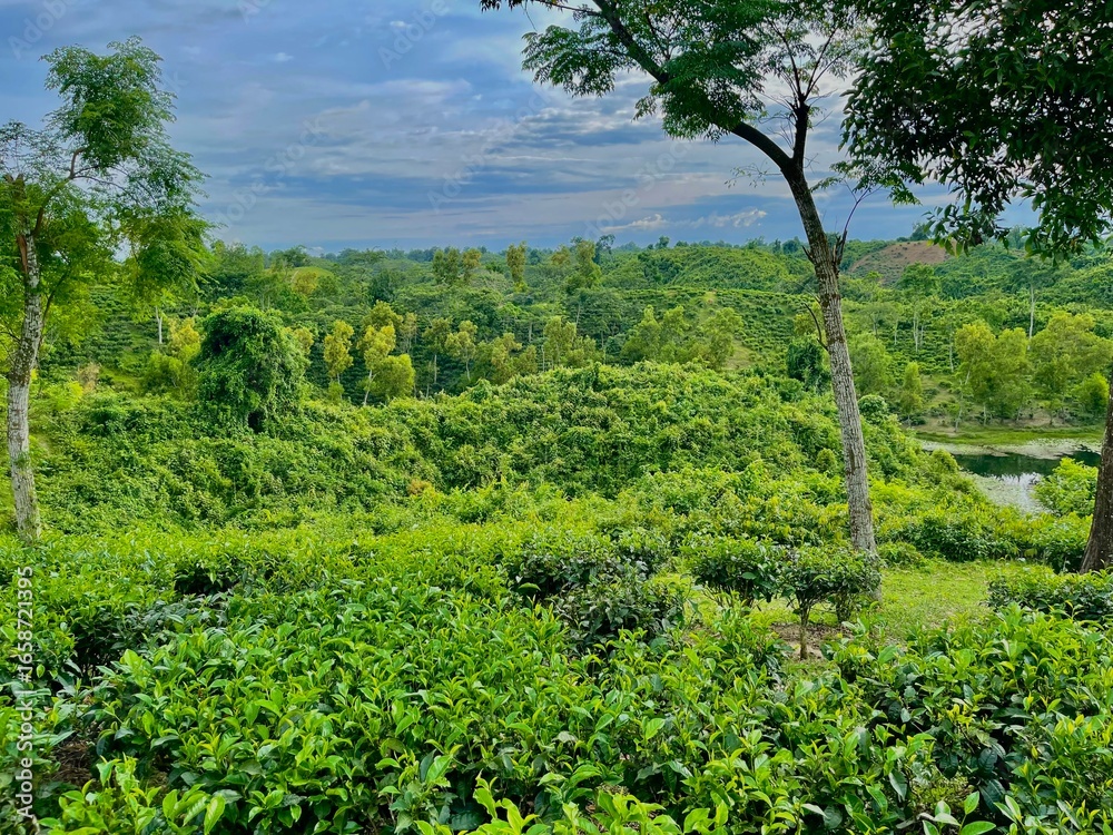 Fototapeta premium Tea trees in the forest, Lush Green Landscape with Tea Plantation and Forest.