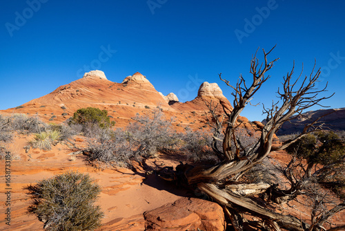 Scenic View of Striated Sandstone Mountains and Desert Vegetation in Coyote Buttes, Paria Canyon-Vermilion Cliffs Wilderness, Arizona, USA – Southwest Landscape