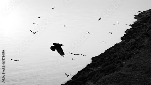 Black birds soaring over calm water by rugged shoreline. 