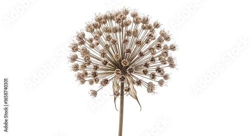 Dried Allium Seed Head Elegance Isolated on White Background