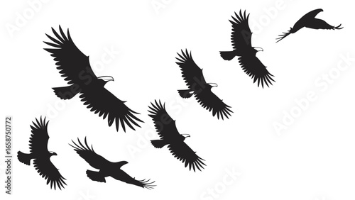 A flock of eagles in silhouette soaring across a white background