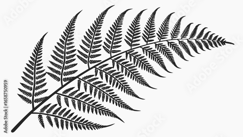 Detailed black silhouette of a fern frond against a white background