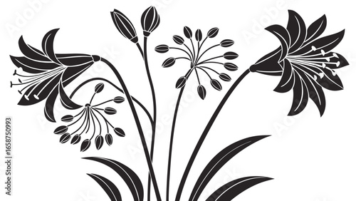 Elegant black silhouette of agapanthus flowers and buds on a white background