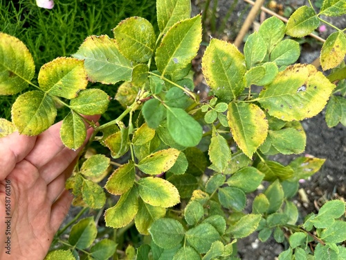 black spots on rose leaves. rose diseases. black spot. High quality 4k footage
