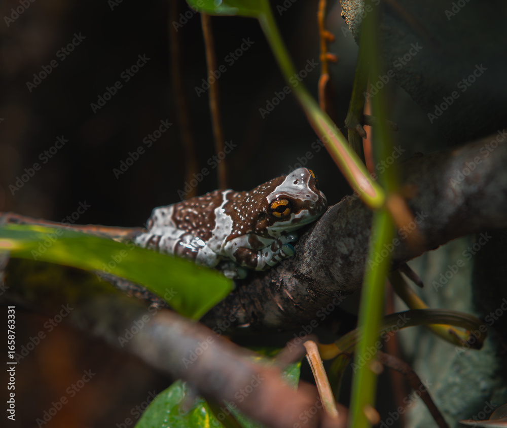 Naklejka premium A small Amazon milk frog rests on a brown tree branch, partially hidden by green leaves.