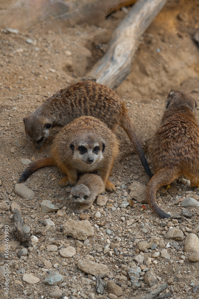 Obraz premium An adult meerkat looks at the camera, a tiny pup sits at its feet, surrounded by other family members on rocky ground