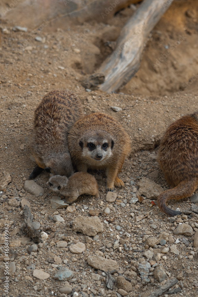 Obraz premium An adult meerkat looks at the camera, a tiny pup sits at its feet, surrounded by other family members on rocky ground