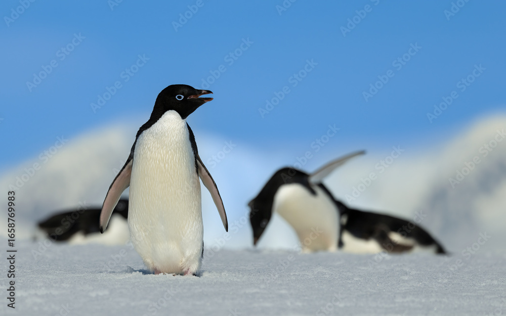 Fototapeta premium Adélie Penguin Standing Tall on Snowy Field