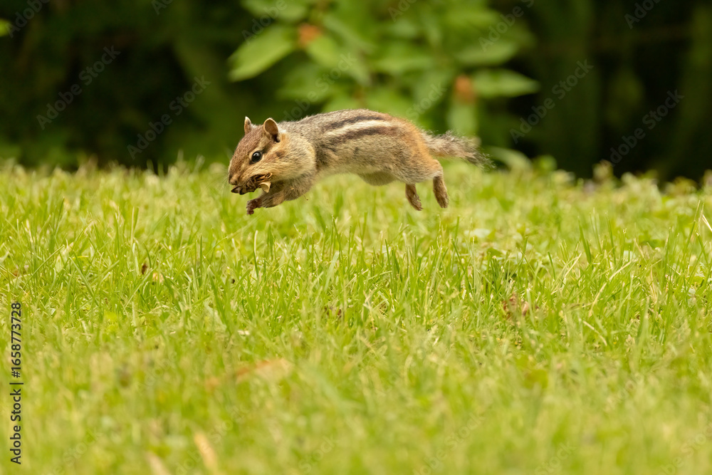 Obraz premium Eastern chipmunk, Tamias striatus jump in Minnesota.