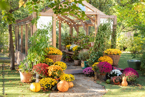 Fototapeta Naklejka Na Ścianę i Meble -  Interior of a illuminated greenhouse with pumpkins, plants and flowers chrysanthemums in pots at autumn backyard. Garden with cozy exterior patio with fall decorated for Halloween, Thanksgiving	
