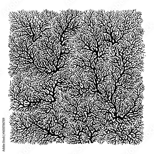 Dense branching pattern in black and white creating a complex organic texture design element