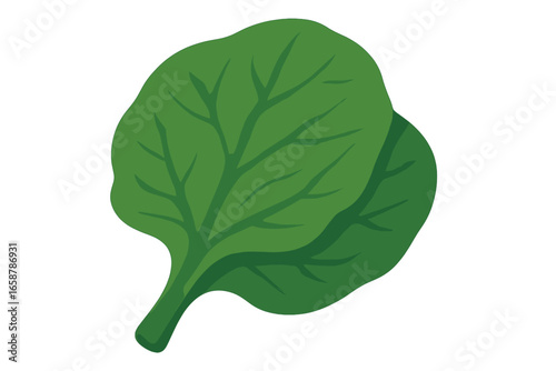 Illustration of fresh green bok choy vegetable for use in healthy eating and various cooking recipes and ingredients