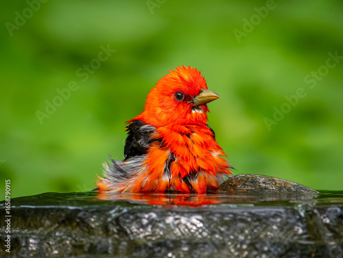 Bathing Scarlet Tanager