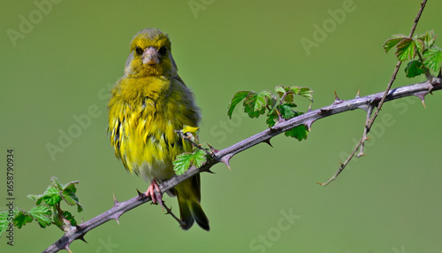 Photos Grünfink // European greenfinch (Chloris chloris)
