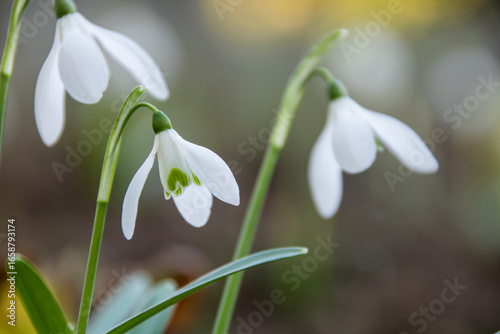 Close-up of snowdrop flower