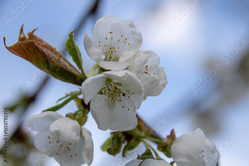Close-up of cherry blossom in spring