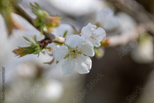 Close-up of cherry blossom in spring