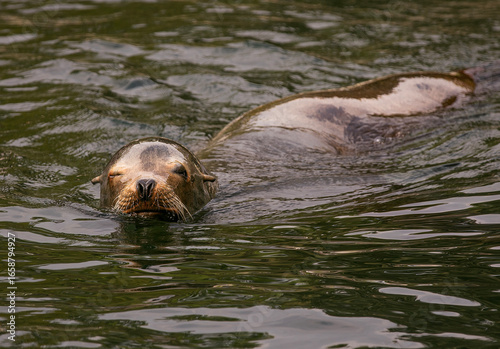 Fotografie A sea lion glides smoothly through the water, eyes closed in apparent contentment
