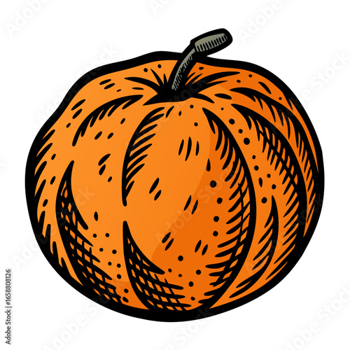 Vibrant, hand-drawn pumpkin illustration perfect for autumn harvest festivals, Halloween, Thanksgiving, and seasonal decorations, with a classic, vintage style