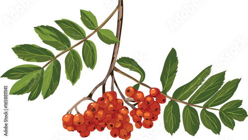 Bunch of ripe red rowan berries with two green leaves isolated on white background
