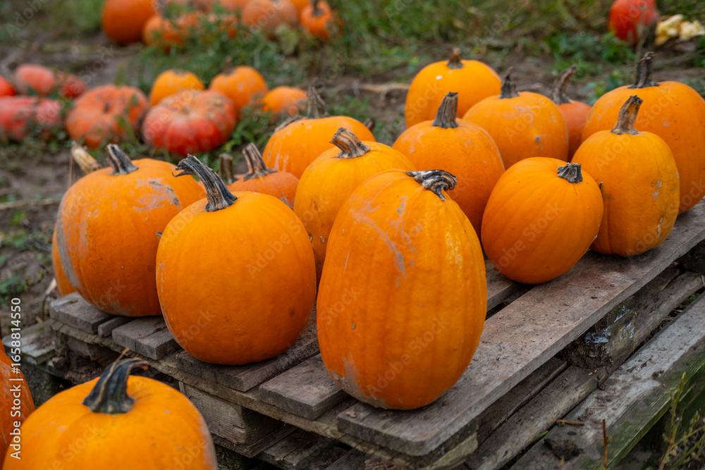 Obraz premium Ripe pumpkins of different varieties growing on farmer field, Pumpkin varieties maturing farmland, golden autumn rich harvest, eco agriculture, farming concept, natural food, organic farming
