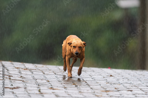 Cachorro caramelo caminhando na chuva sobre pedras molhadas, símbolo da cultura brasileira e resiliência dos animais de rua