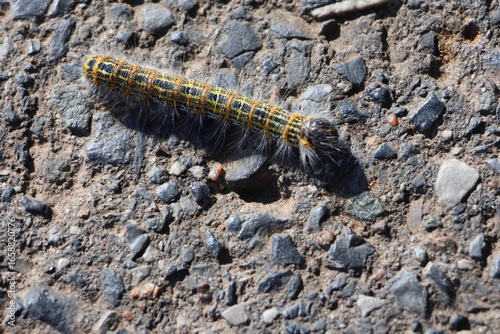 Oak processionary caterpillar closeup crawling on stone ground – Thaumetopoea processionea toxic insect